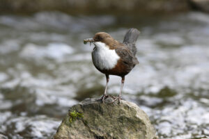Mehr über den Artikel erfahren Wasseramsel bereitet Sorgen