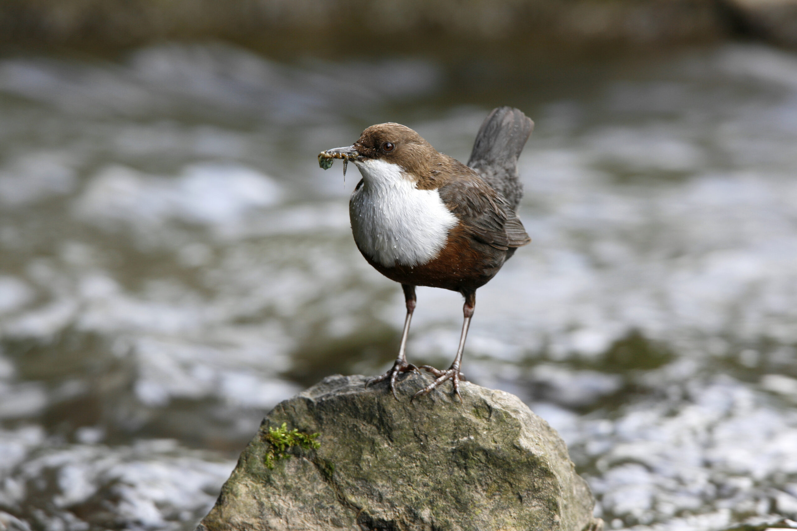 Mehr über den Artikel erfahren Wasseramsel bereitet Sorgen