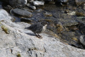 Mehr über den Artikel erfahren NABU forscht nach Wasseramsel