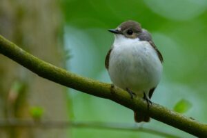 Mehr über den Artikel erfahren Wahl zum Vogel des Jahres 2027: